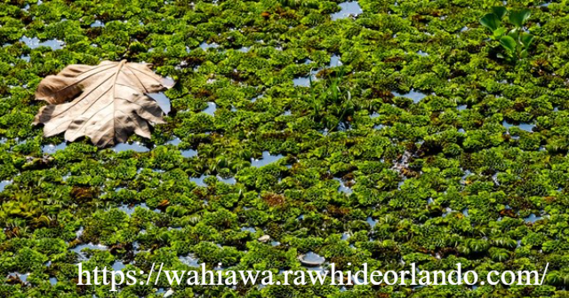 Contoh Simbiosis Amensalisme